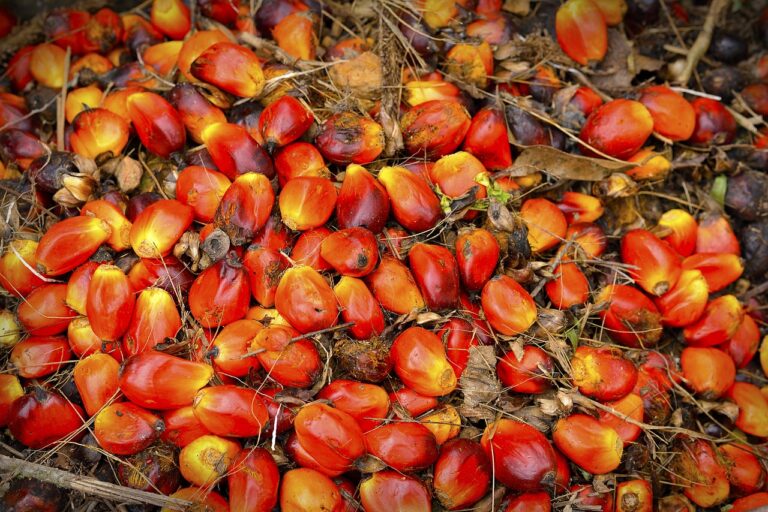 palm-oil-fruit-3001220.jpg